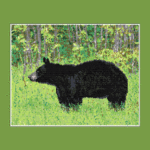Black Bear 02 Larger Peyote Bead Pattern PDF or Bead Kit
