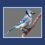 Blue Jay Larger Peyote Bead Pattern PDF or Bead Kit