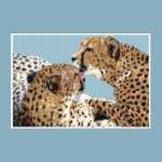 Cheetahs Larger Peyote Bead Pattern PDF or Bead Kit