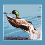 Drake Mallard Duck Larger Panel Bead Pattern PDF or Bead Kit | Bird