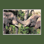 Elephant 02 Larger Peyote Bead Pattern PDF or Bead Kit