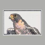 Peregrine Falcon Larger Peyote Bead Pattern PDF or Bead Kit