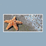 Starfish (Panel or Amulet Bag) Peyote Bead Pattern PDF or Bead Kit