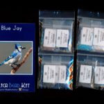 Blue Jay Larger Panel Peyote Seed Bead Pattern PDF or KIT DIY Bird-Maddiethekat Designs