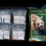 brown bear 02 larger panel peyote seed bead pattern pdf or kit diy maddiethekat designs 2