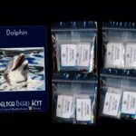 Dolphin Larger Panel Peyote Seed Bead Pattern PDF or KIT DIY-Maddiethekat Designs