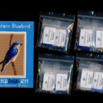 Eastern Bluebird Larger Panel Peyote Seed Bead Pattern PDF or KIT DIY-Maddiethekat Designs