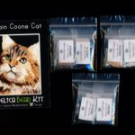 Maine Coon Cat Small Panel Peyote Seed Pattern PDF or KIT DIY-Maddiethekat Designs