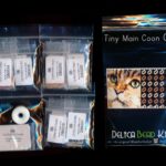 maine coon cat tiny mini amulet bag peyote seed bead pattern pdf or kit diy maddiethekat designs 2