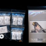 peregrine falcon larger panel peyote bead pattern pdf or kit diy bird maddiethekat designs 2